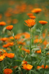 Orange colored Calendula officinalis, pot marigold, ruddles, common marigold or Scotch marigold,...