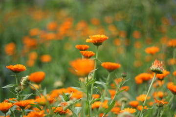 Orange colored Calendula officinalis, pot marigold, ruddles, common marigold or Scotch marigold,...
