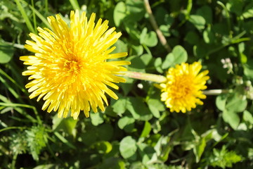 одуванчики