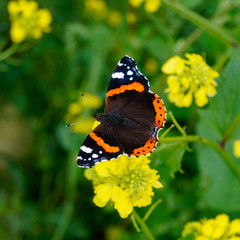 Schmetterling auf Blume
