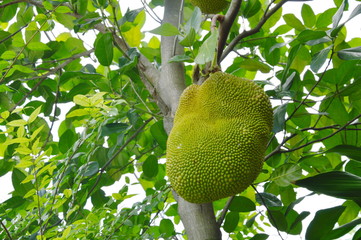 jack fruit growing hanging from branch on tree in farm