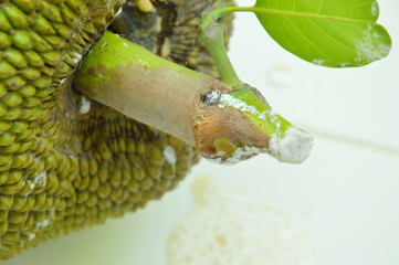 jack fruit gum flowing from calyx dropping on tile floor