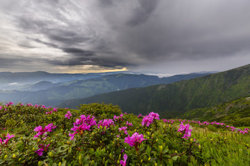 Plakat Beautiful scenery in the mountains in spring with mist and rain clouds