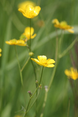 Fototapeta premium Waxy or bright yellow flower, the buttercup is known as a flower or a weed..