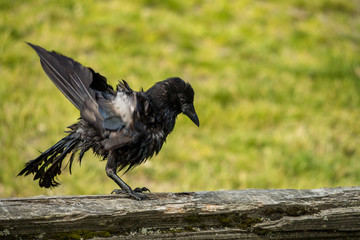 crow flipping its wings under the sun to get rid of water from the pond