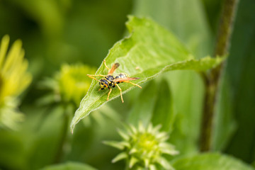 big wasp resting on the tip of a big green leaf