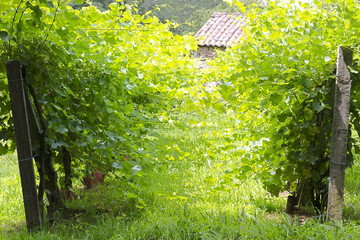 vineyards in spring with green grapes on branches
