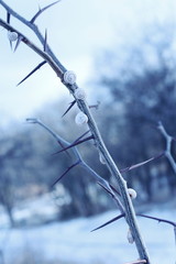 Snails on the branch.