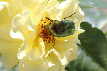 The beetle takes the nectar of the rose.
