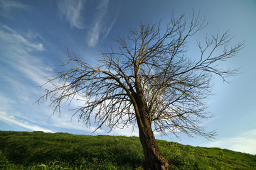 A dry tree on the hill.