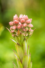 tiny pink flowers grow out of cactus with green background