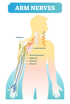 Vector illustration with human arm nerves