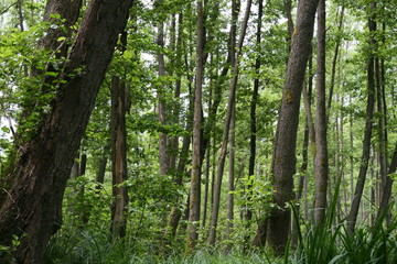 Erlen, Erlenwald, Alder Forest