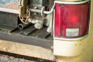 cute cat hiding inside truck with its chin and paw exposed outside