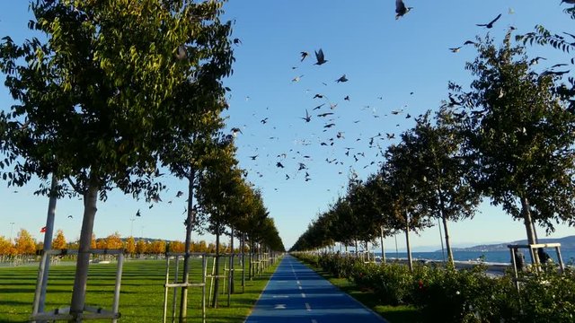 Cycling through the starling flock. Point of View (POV) Gyro stabilized shot. Orhangazi City Park or Recreational Park of Maltepe in Istanbul. Murmuration of starlings, a spectacular aerobatic display
