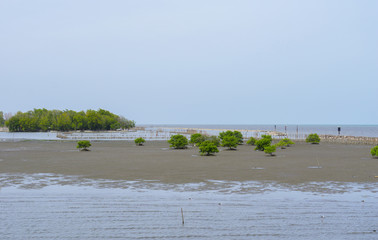 The view of mangrove sea with some of mangrove trees and branch for coastal erosion protection,also has some egret birds hunting fishes