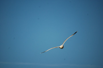 seagull