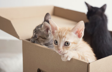 Fototapeta na wymiar Cut little kitten climb on paper box.