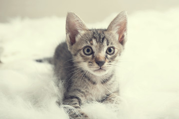 Cut little orange kitten sleep on fur white blanket bed.