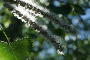 View of poplar fluff blossom close up.