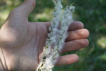 Poplar fluff in the hand.
