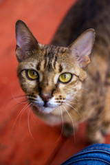 Cats Of The Savannah