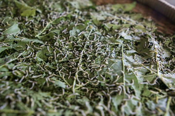 CAMBODIA PHNOM PENH SILK ISALND PRODUCTION