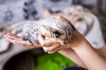 Kitten Savannah F1