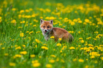 Jumping Red Fox, Vulpes vulpes, wildlife scene from Europe. Orange fur coat animal in the nature habitat.