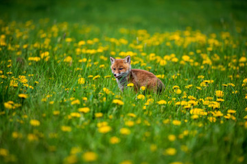 Jumping Red Fox, Vulpes vulpes, wildlife scene from Europe. Orange fur coat animal in the nature habitat.