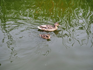Mother duck and young duck swimming together