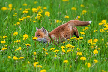Jumping Red Fox, Vulpes vulpes, wildlife scene from Europe. Orange fur coat animal in the nature habitat.