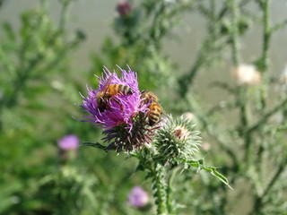 ape sul fiore