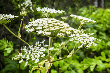 Poisonous plant Hogweed
