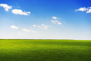 summer rural landscape a with a field and the blue sky