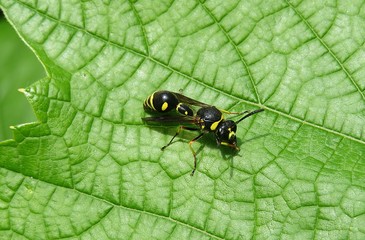 Wasp on green leaves background, closeup 