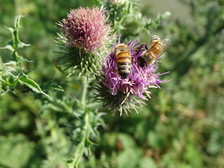 ape sul fiore