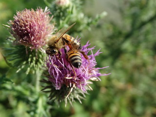 ape sul fiore