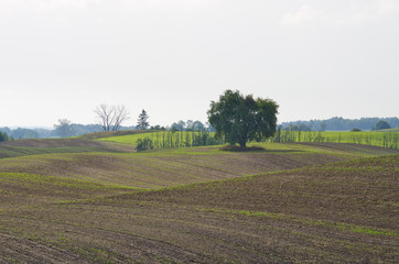 Plowed field during the spring