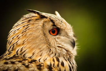 owl with bright orange eyes closeup