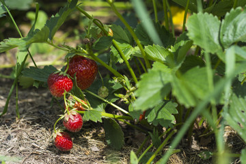 strawberry bush with red ripe berries