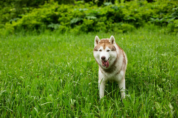 Naklejka na ściany i meble Portrait of smiley beige dog breed siberian husky with tonque hanging out sitting in the green grass