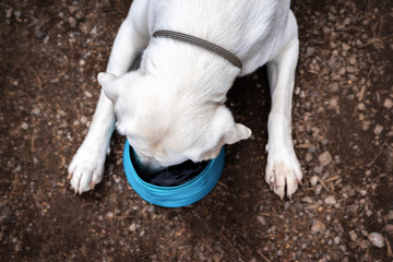 Thirsty Labrador Retriever dog drinks water from a dog bowl