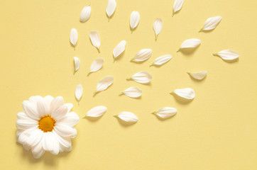 Spring or summer background with copy space for text. Chamomiles white flower with yellow heart....