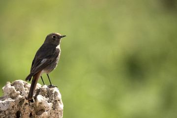 Black Redstart (Phoenicurus ochruros)