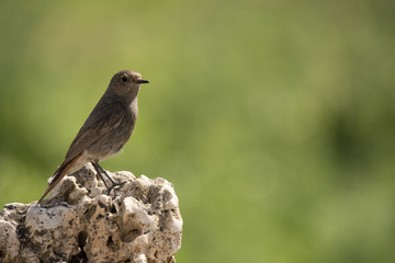 Black Redstart (Phoenicurus ochruros)
