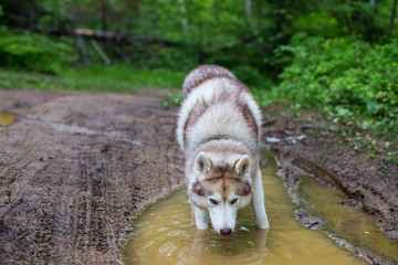 Portrait of beige dog breed siberian husky drinking water from the puddle in the forest © Anastasiia
