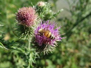 ape sul fiore