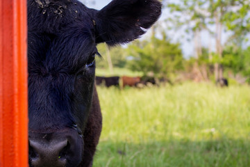 Black Cow
