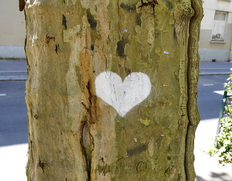 Coeur blanc dessiné sur un tronc d'arbre
